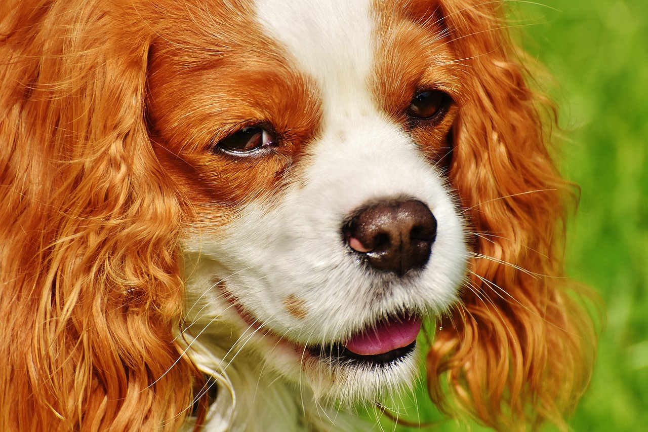 Understanding the Gentle Nature of Clumber Spaniels